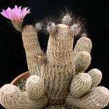 Echinocereus primolanatus ©JL1240.jpg